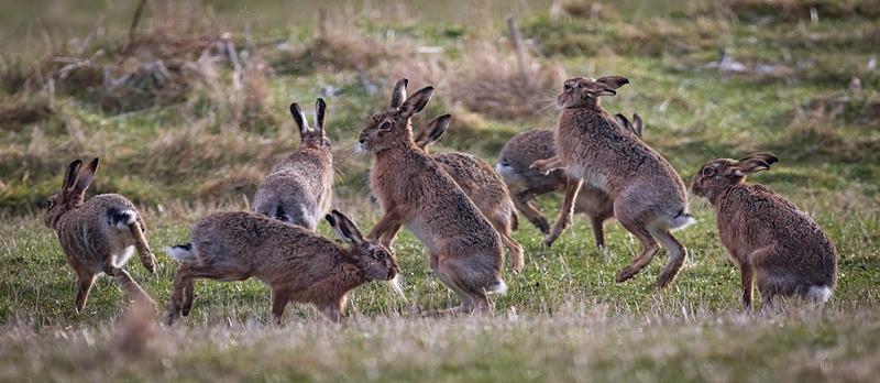 MOUNTAIN HARE GROUP - Latest projects, Cairngorms Deer, Boxing Hares, Landscapes...North Wales, Birds