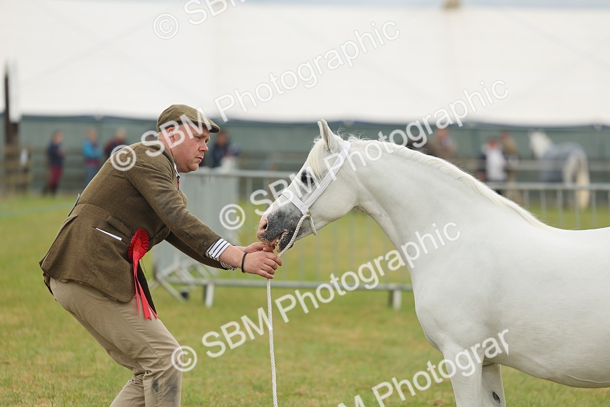 SBM_01637 - Class 50-57 - M&M Welsh Pony In Hand