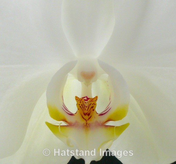 White Orchid - nature