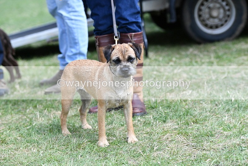 WJ5_0501 - Class 7 Best Terrier