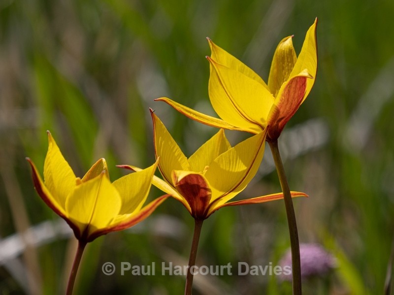 Wild Tulips (Tulipa australis  also T. sylvestris ssp australis) growing above  the Piano Grande - Gargano - Wild Flowers