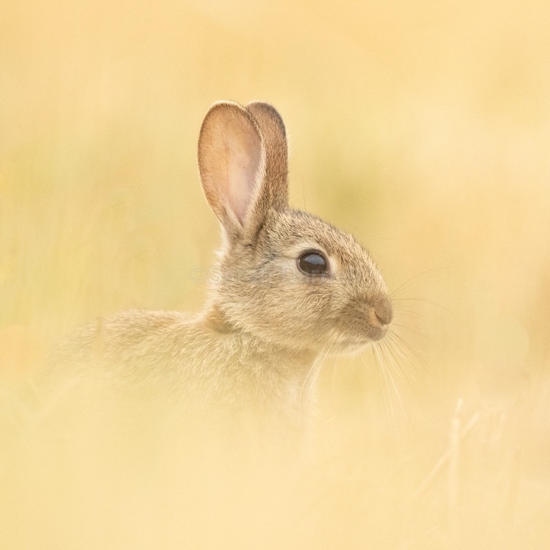 Golden Bunny SD2510 - Greeting Cards