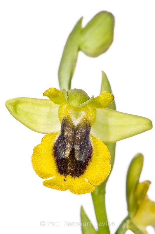  - WB: Orchids - Ophrys