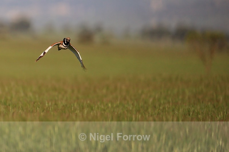 Little Bustard flying over field, Montgai, Catalonia, Spain - Little Bustard