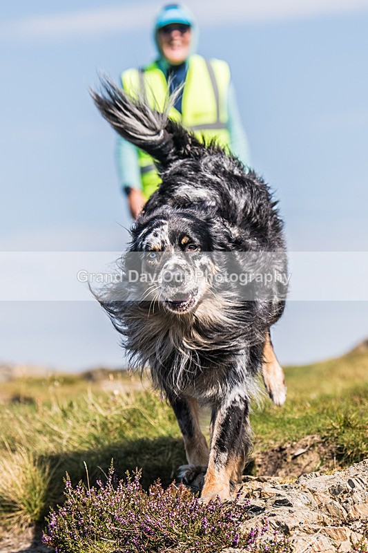 Barrow -489 - Barrow Fell Race, Monday 25th August 2025