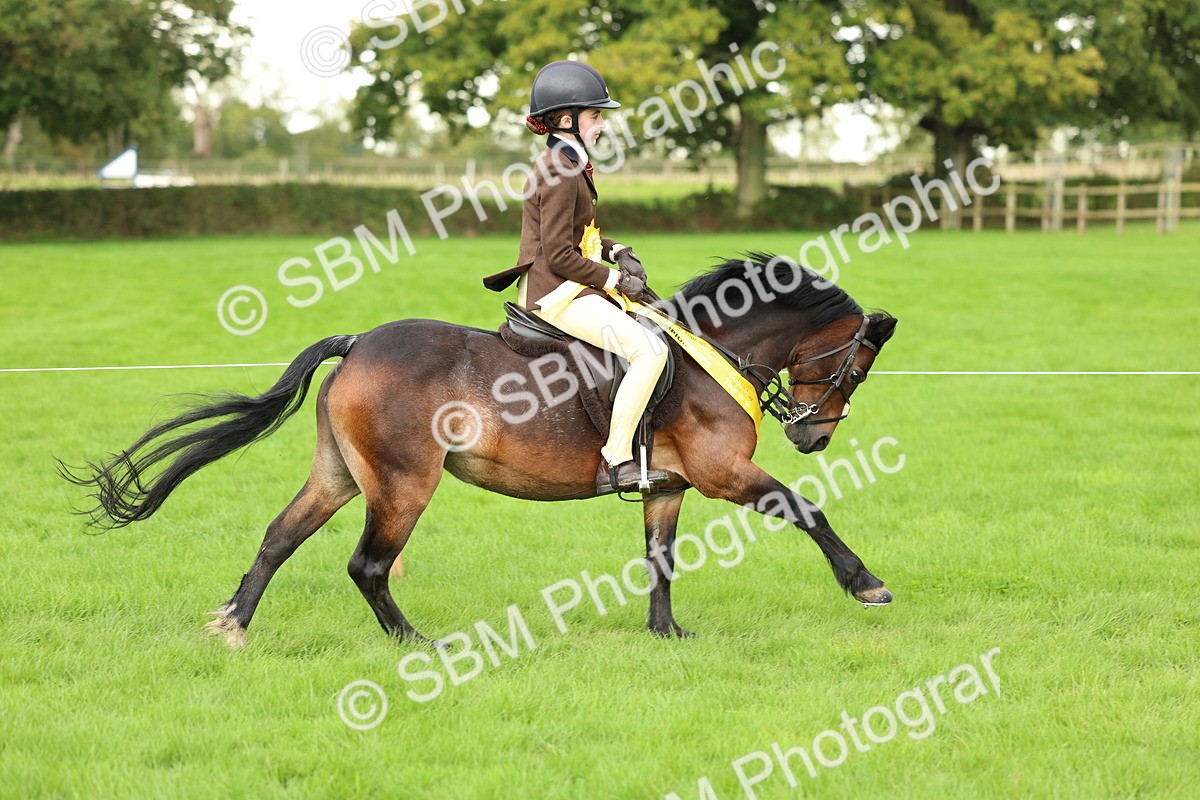 SBM_41915 - S32 - Mountain & Moorland Working Hunter Pony