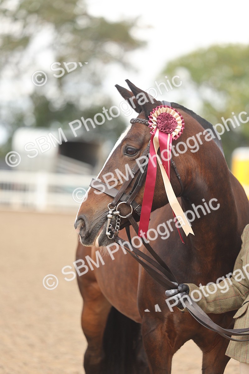 SBM_04383 - Class 17 - Prettiest Mare (IH or Ridden)