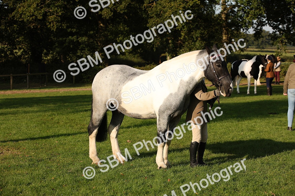 SBM_58710 - S51 - Piebald & Skewbald Horse In Hand