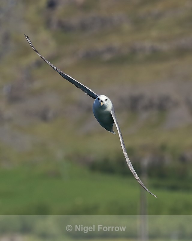 Fulmar banking head-on, Breiddalsvik, Iceland - Fulmar