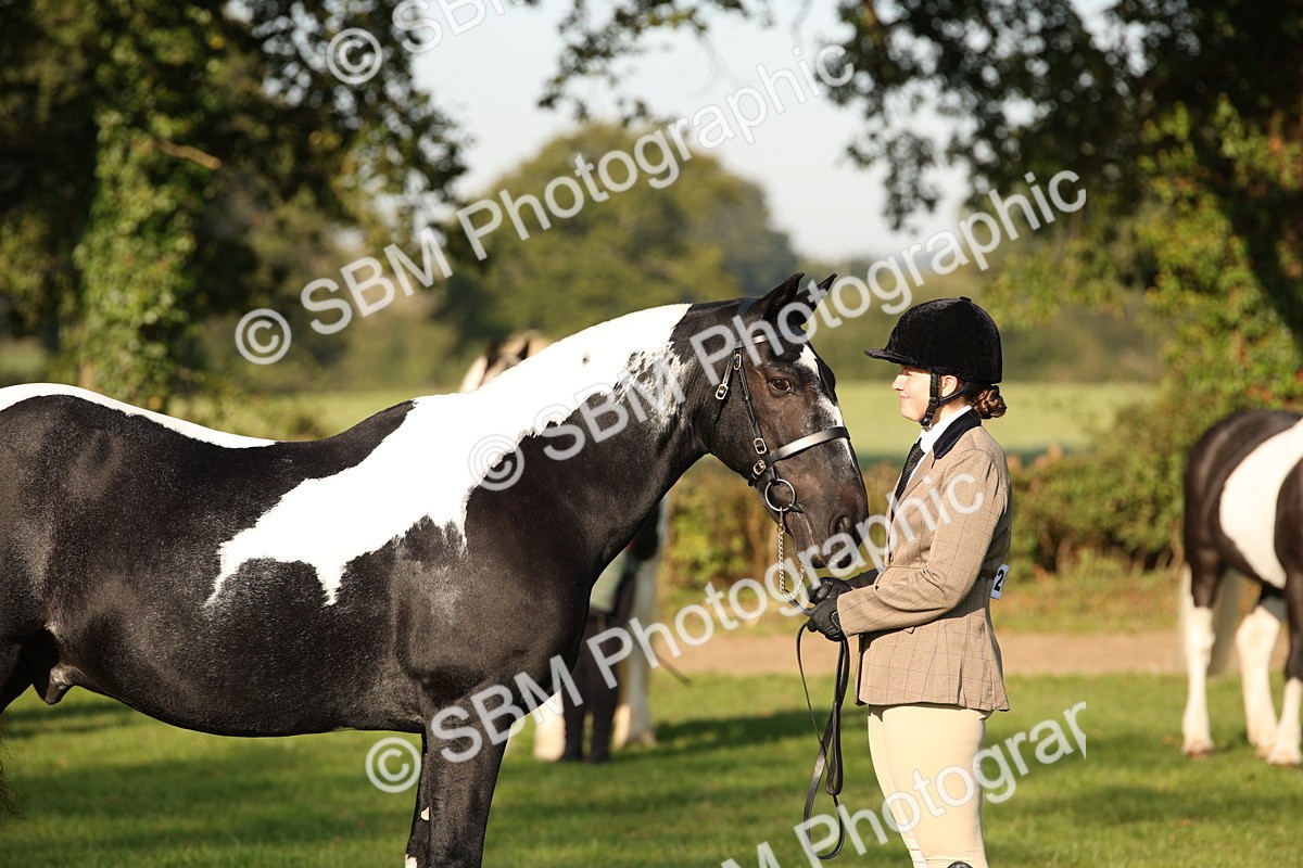SBM_58746 - S51 - Piebald & Skewbald Horse In Hand