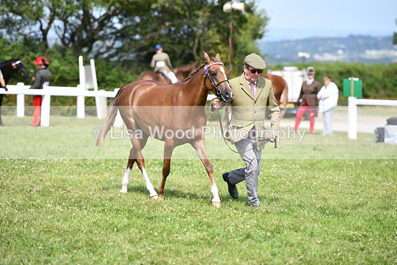 DSC_8341 - Class 68: Part Bred In Hand M & M