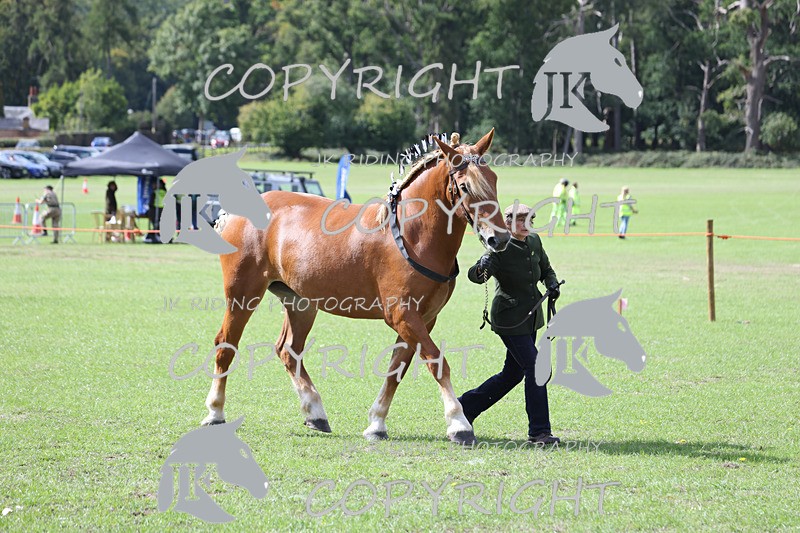 APP_3224 - Class 3 Youngstock