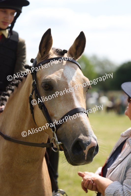 20260614-1767 - Class 21 - Novice Working Hunter Pony