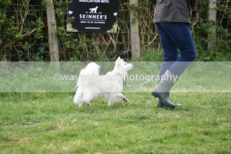 WJ5_9071 - Class 1 Best Cross Breed / Heniz 57