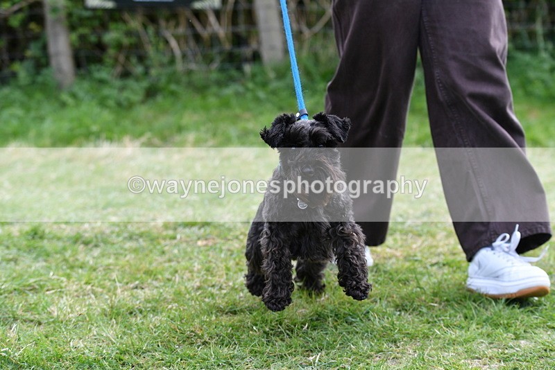 WJ5_0282 - Class 7 Best Terrier