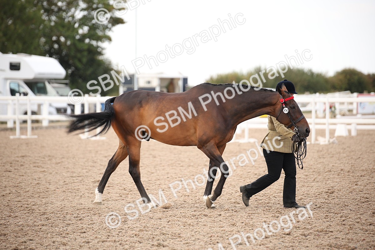 SBM_08241 - Class 27 - IH Competition Horse-Pony