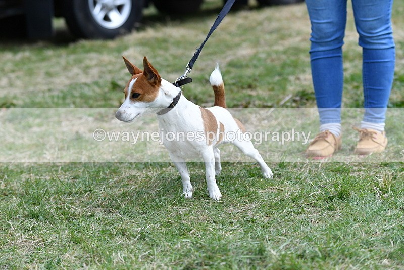 WJ5_0497 - Class 7 Best Terrier