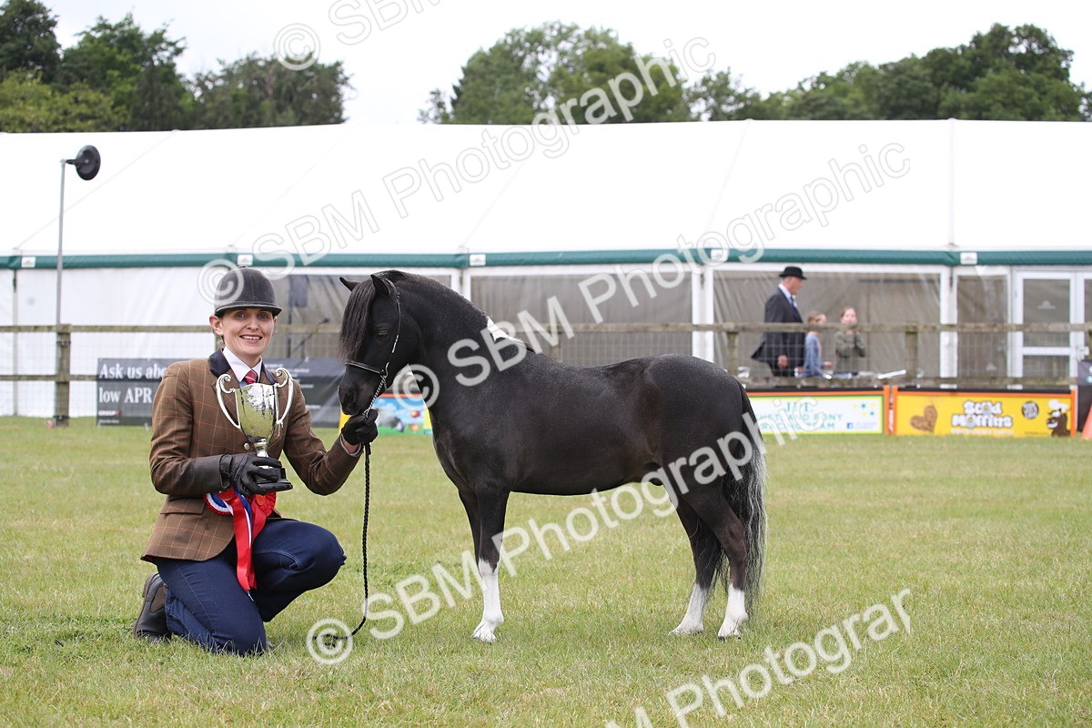 SBM_03568 - Class 23-25 - British Miniature Horse of the Year