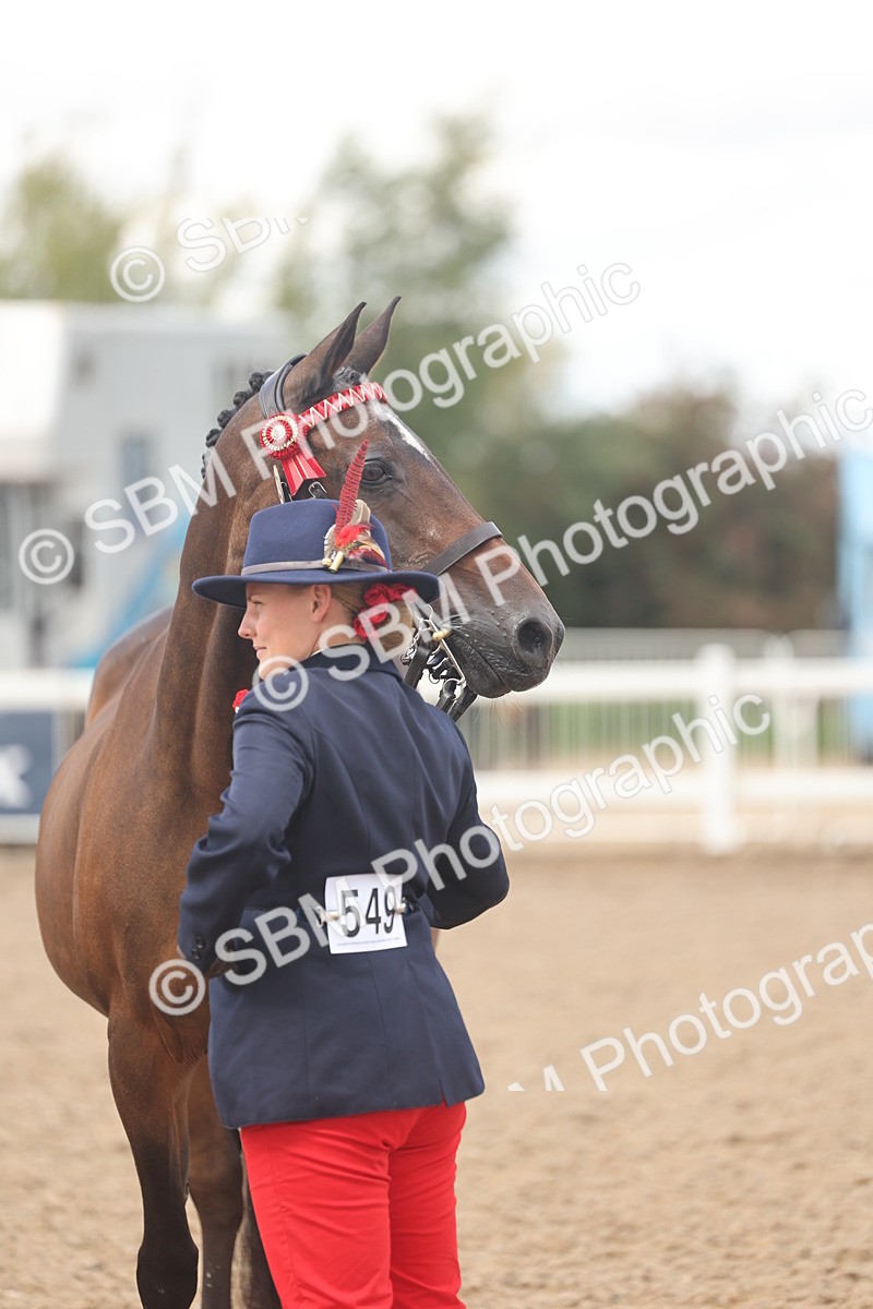 SBM_04323 - Class 17 - Prettiest Mare (IH or Ridden)