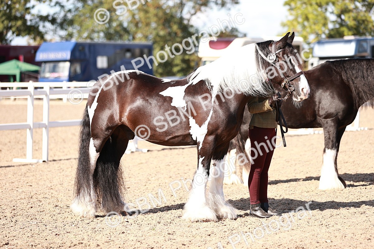SBM_12600 - Class 404 - IH Traditional - Native Cob