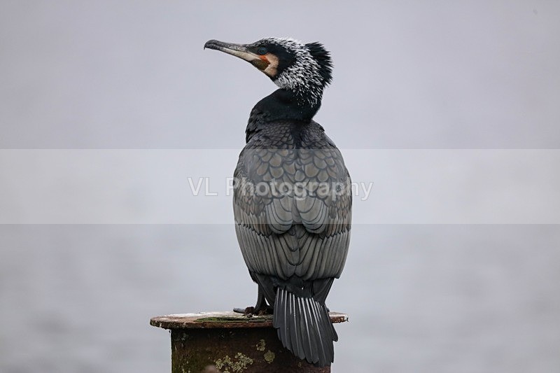 Cormorant - Animals and Birds
