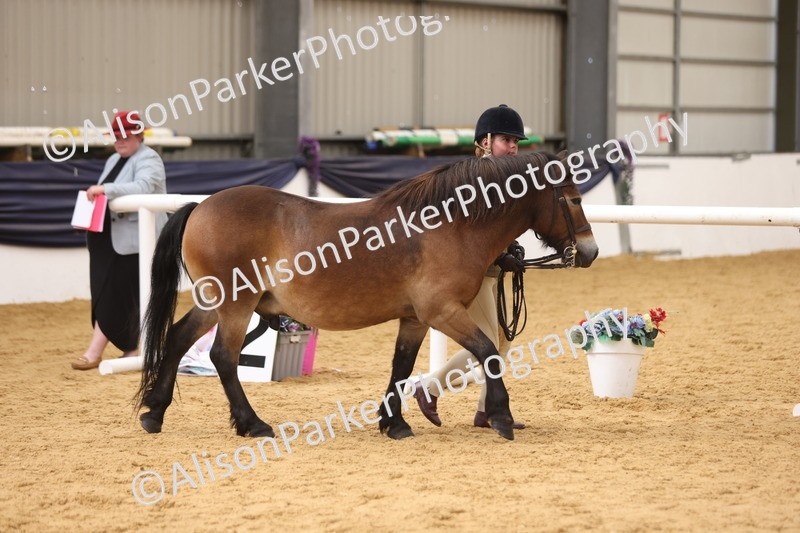 20260913-1693 - Class 115 - Gelding 4years and over