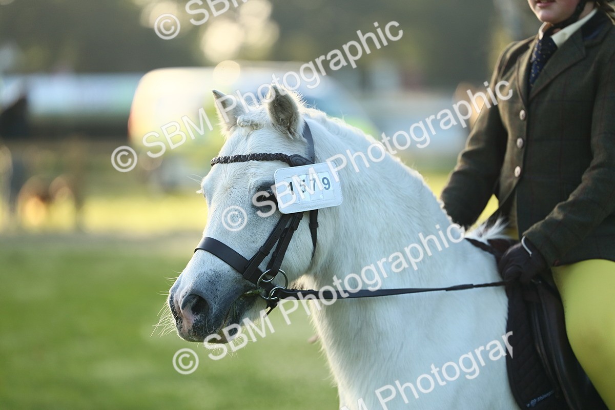 SBM_31757 - S28 - Nursery Stakes Working Hunter Pony