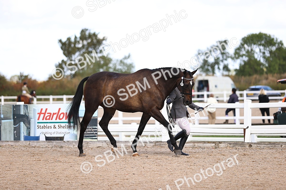 SBM_11489 - Class 407 - IH Hack-Riding Horse