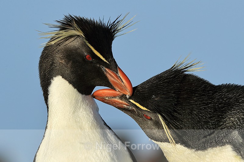 Rockhopper Penguins preening each other, Sea Lion Island, Falklands - Rockhopper Penguin