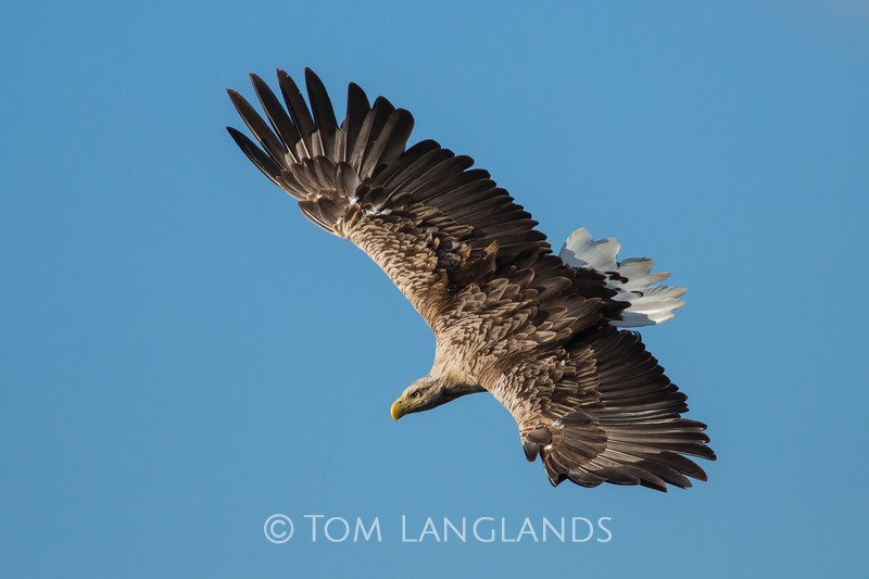 White-tailed Eagle - Birds of Prey