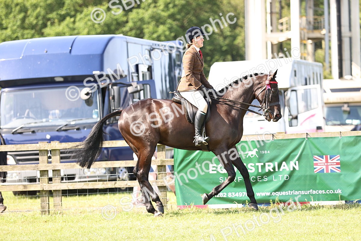 SBM_12981 - Class 75-76 LIHS BSHA Rising Star Hack Riding Horse