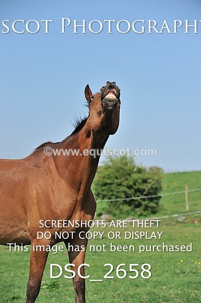 DSC_2658 - ARCHIVE REQUEST - Quincy and Guinness