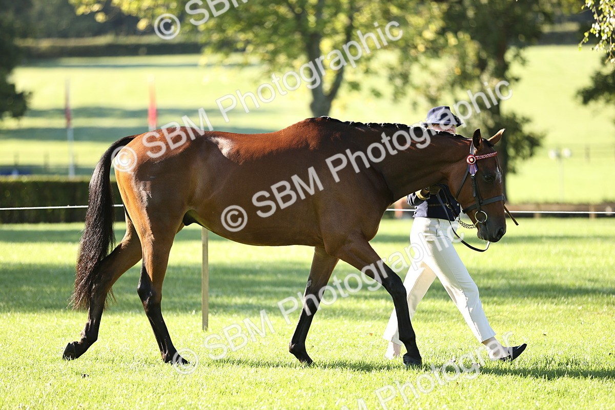 SBM_15772 - S1 - TSR in Hand Horse & Pony Showing
