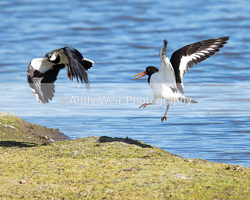 20150425-8E0A8804 - Lapwing