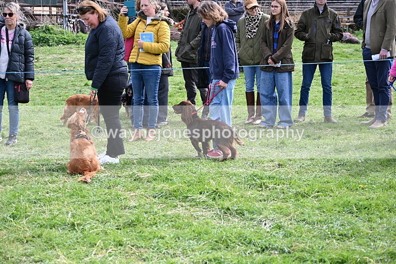 WJ6_8794 - Class 8 Best Working / Gun Dog or Bitch