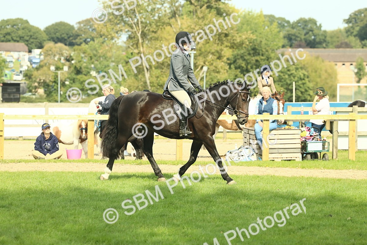 SBM_66648 - S34 - Rehabilitated Rescue Horse & Pony In Hand & Ridden