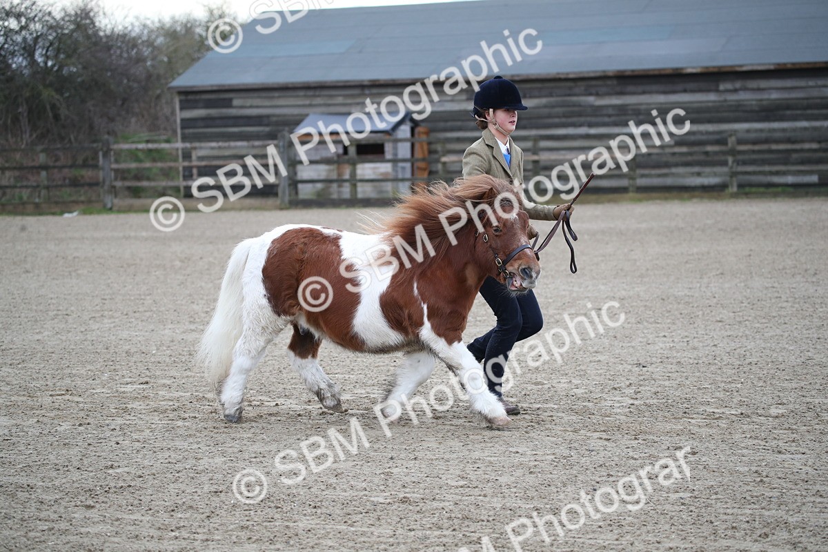 SBM_003926 - Class 1-4 - Young Stock classes Inc. In Hand Championship