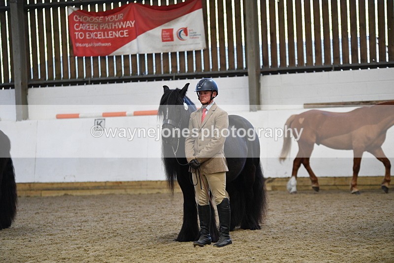 WJ5_4417 - Class 6 In hand M&M - Large Breeds