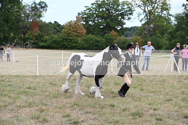 WJ6_5710 - Class 18 In-hand Coloured