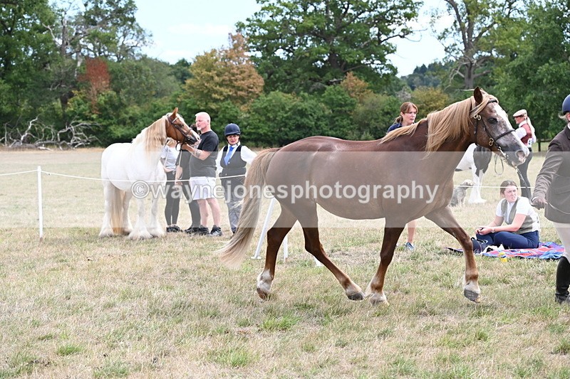 WJ6_5936 - Class 19 In-hand Veterans (Uploaded correct folder)