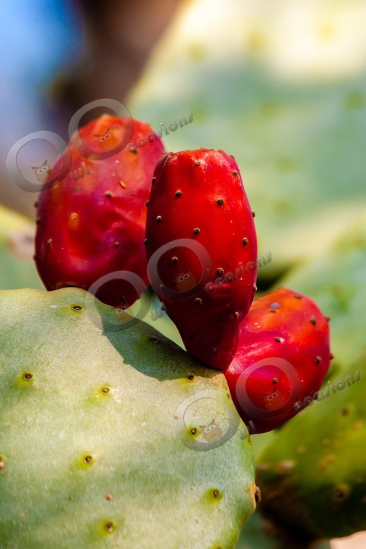 prickly pear Opuntia littoralis-839 - Plants and trees