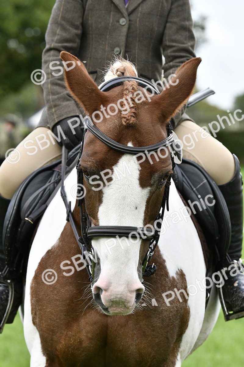 SBM_38267 - S31 - Novice & Newcomer Working Hunter Pony