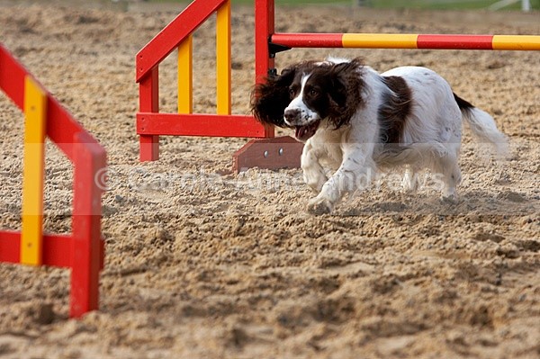  - Greenstead Green Farm Shop Animal Open Day