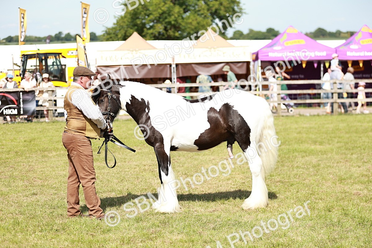 SBM_08639 - Class 63-65 - Traditional Gypsy Cobs In Hand & Ridden