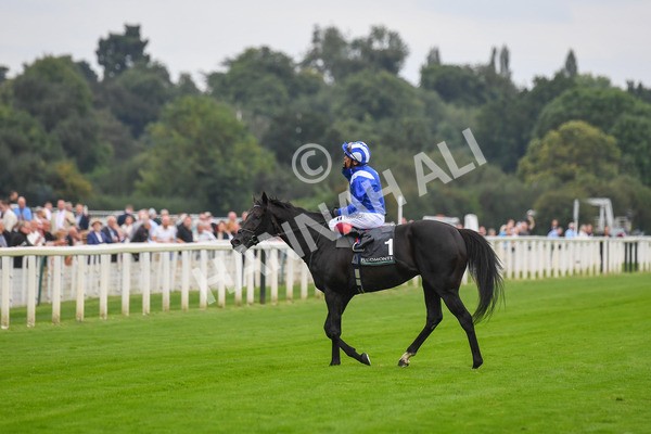 230823-Race 4-Mostahdaf-0617 - Race 4 3.35pm Juddmonte International Stakes