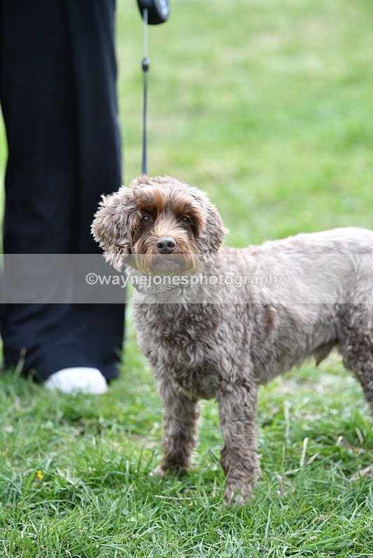 WJ5_9368 - Class 1 Best Cross Breed / Heniz 57