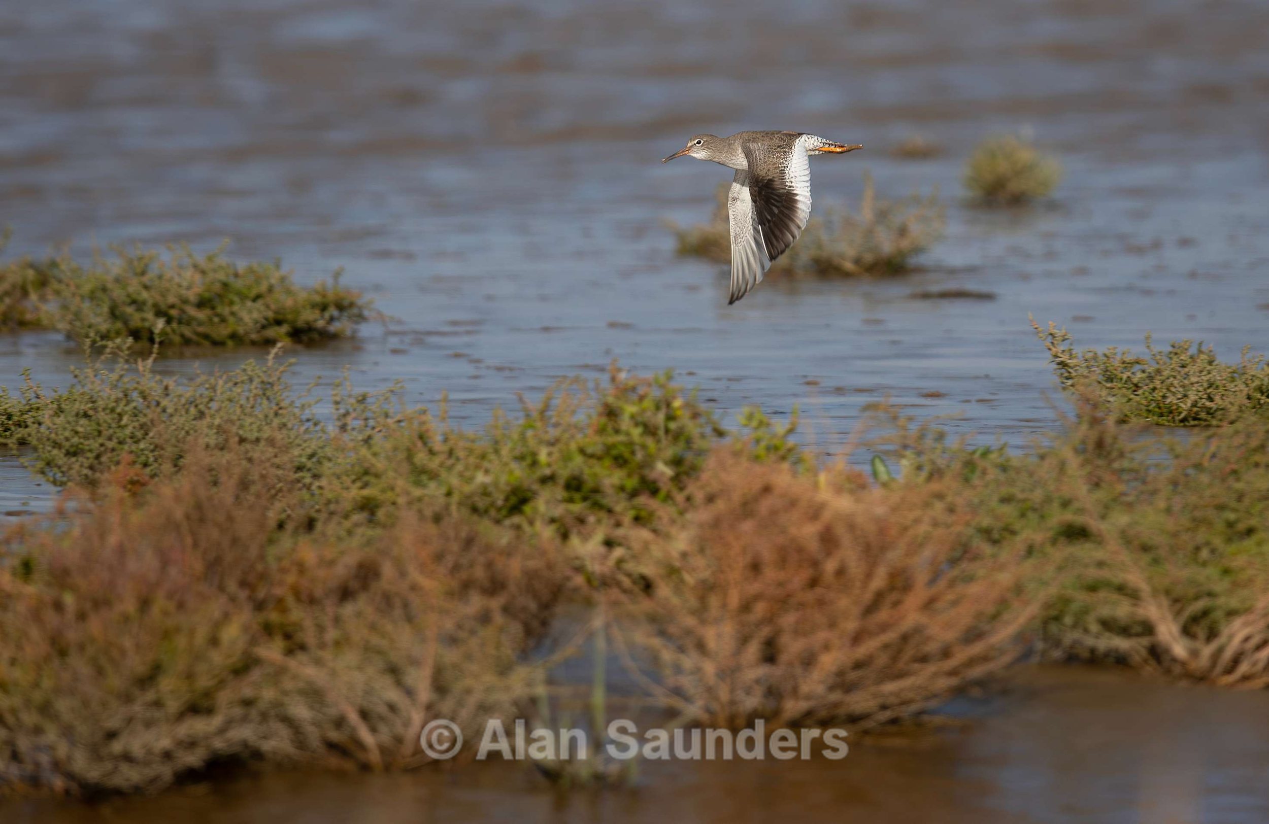 Common Redshank 10