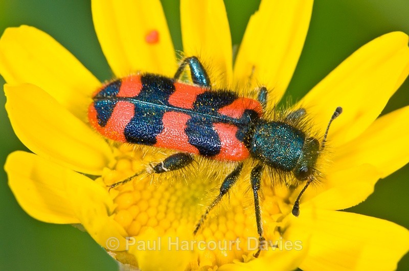  - Bugs: Macro insects