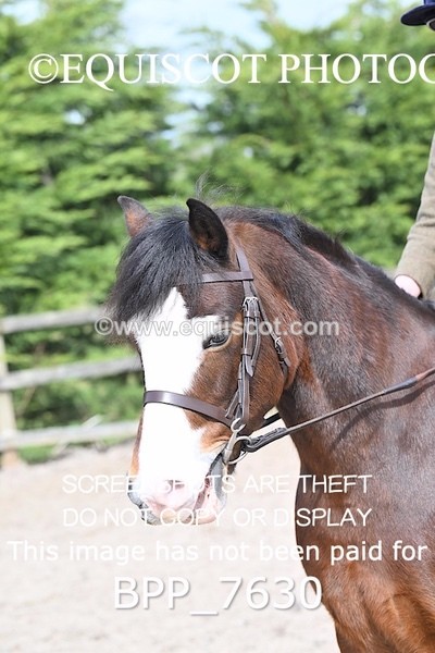 BPP_7630 - RING 1  (RIDDEN HORSES / IN HAND / VETERAN ETC)