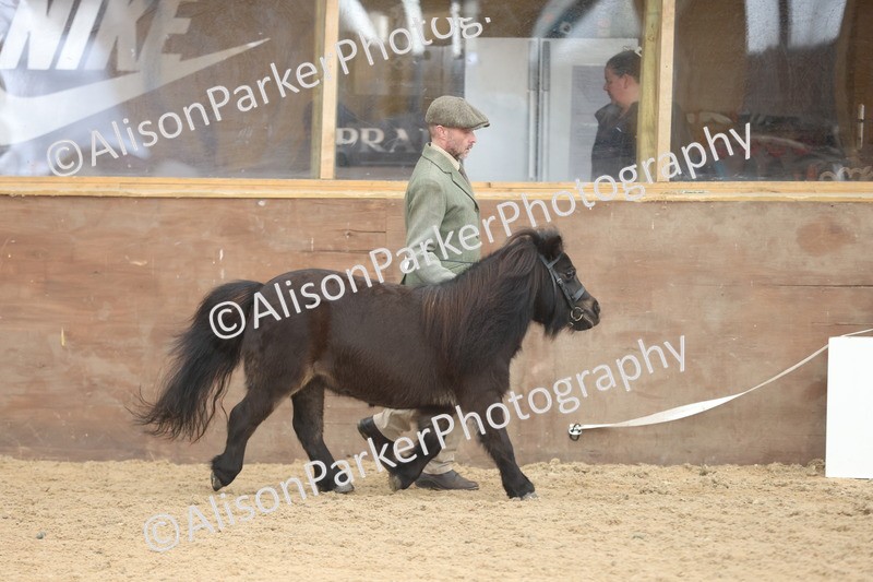 20251109-0292 - Class 13 - Mares 4 Years and Over